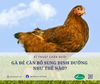 GÀ ĐẺ CẦN BỔ SUNG DINH DƯỠNG NHƯ THẾ NÀO?