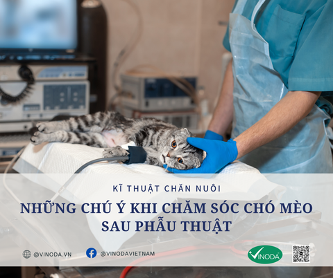 Những chú ý khi chăm sóc chó mèo sau phẫu thuật