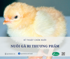 NUÔI GÀ RI THƯƠNG PHẨM