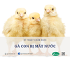 GÀ CON BỊ MẤT NƯỚC