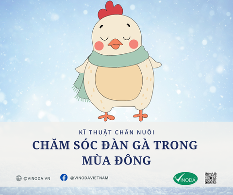 Chăm sóc đàn gà trong mùa đông