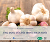 ỨNG DỤNG TUYỆT VỜI CỦA TỎI TRONG CHĂN NUÔI