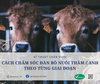 CÁCH CHĂM SÓC ĐÀN BÒ NUÔI THÂM CANH THEO TỪNG GIAI ĐOẠN