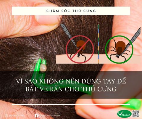 Bạn có biết: Lý do vì sao không nên dùng tay để bắt ve khỏi cơ thể chó mèo