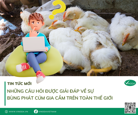 NHỮNG CÂU HỎI ĐƯỢC GIẢI ĐÁP  VỀ SỰ BÙNG PHÁT CÚM GIA CẦM TRÊN TOÀN THẾ GIỚI HIỆN NAY
