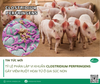 TỶ LỆ PHÂN LẬP VI KHUẨN CLOSTRIDIUM PERFRINGENS GÂY VIÊM RUỘT HOẠI TỬ Ở GIA SÚC NON