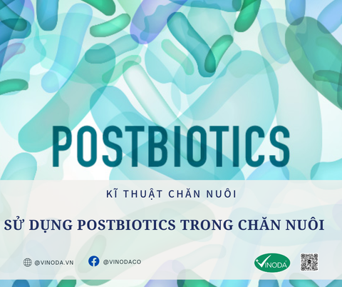 SỬ DỤNG POSTBIOTICS TRONG CHĂN NUÔI