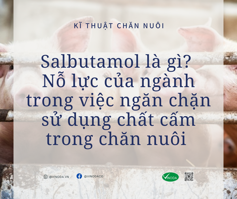 Chất kích thích tạo nạc salbutamol - thuốc trị bệnh của nhân y, chất cấm trong thú y!