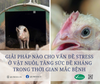 Giải pháp nào cho vấn đề stress ở vật nuôi, tăng sức đề kháng trong thời gian mắc bệnh