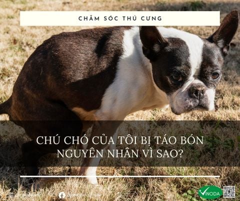 Chú chó của tôi bị táo bón, nguyên nhân vì sao?