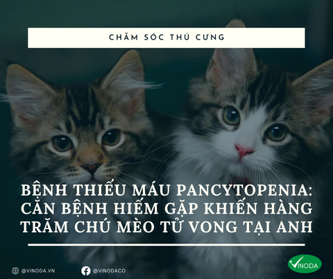 Bệnh thiếu máu Pancytopenia: Căn bệnh hiếm gặp khiến hàng trăm chú mèo tử vong tại Anh