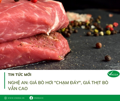 Nghệ An: Giá bò hơi ‘chạm đáy’, giá thịt bò vẫn cao