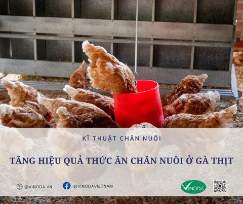 Tăng hiệu quả của thức ăn chăn nuôi ở gà thịt