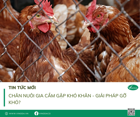 CHĂN NUÔI GIA CẦM GẶP KHÓ KHĂN - GIẢI PHÁP GỠ KHÓ?