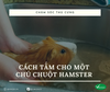 Cách tắm cho một chú chuột Hamster