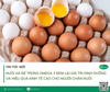 Nuôi gà đẻ trứng Omega 3 đem lại giá trị dinh dưỡng và hiệu quả kinh tế cao cho người nuôi