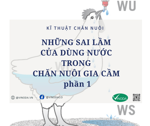 NHỮNG SAI LẦM CỦA DÙNG NƯỚC TRONG CHĂN NUÔI GIA CẦM phần 1