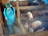 Dịch tả lợn Châu Phi tái bùng phát: Thủ phủ chăn nuôi nhiều hộ treo chuồng, “gác kiếm”