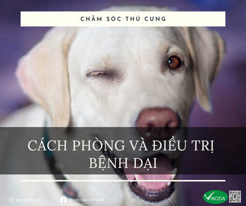CÁCH PHÒNG VÀ ĐIỀU TRỊ BỆNH DẠI