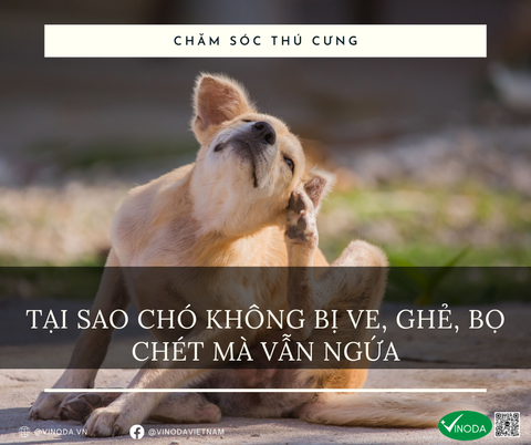 TẠI SAO CHÓ KHÔNG BỊ VE, GHẺ, BỌ CHÉT MÀ VẪN NGỨA