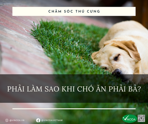 PHẢI LÀM SAO KHI CHÓ ĂN PHẢI BẢ?