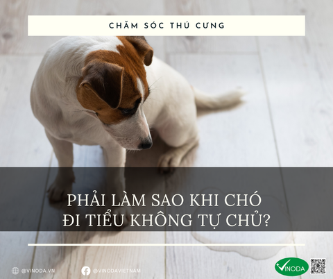 PHẢI LÀM SAO KHI :CHÓ ĐI TIỂU KHÔNG TỰ CHỦ