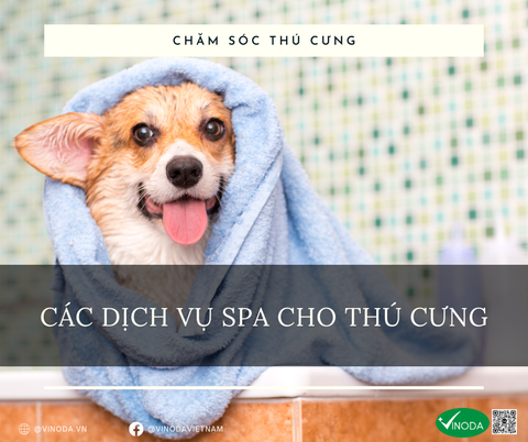 NHỮNG DỊCH VỤ SPA THÚ CƯNG