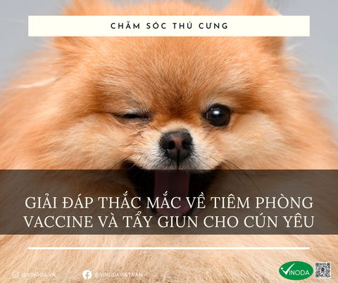 Giải đáp các câu hỏi về tiêm phòng vaccine và tẩy giun cho cún yêu