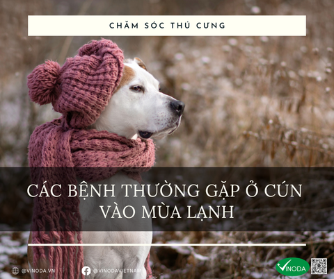 CÁC BỆNH THƯỜNG GẶP Ở CÚN VÀO MÙA LẠNH