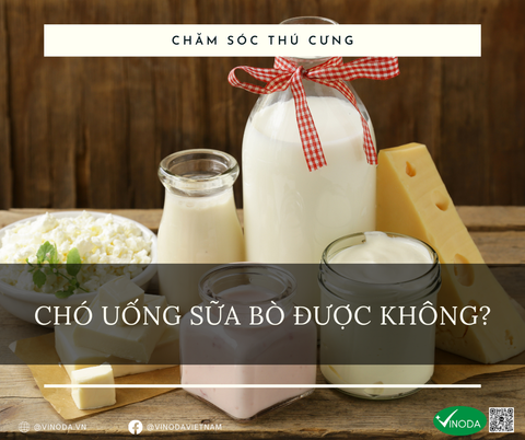 Cho chó uống sữa bò được không?