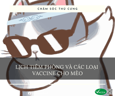 Lịch tiêm phòng và các loại vaccine cho mèo