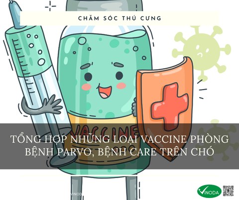TỔNG HỢP NHỮNG LOẠI VACCINE PHÒNG BỆNH PARVO, BỆNH CARE TRÊN CHÓ