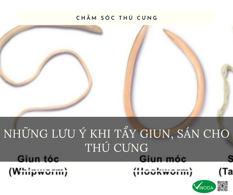 NHỮNG LƯU Ý KHI TẨY GIUN SÁN CHO THÚ CƯNG