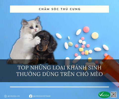 Các loại kháng sinh dùng phổ biến cho chó mèo
