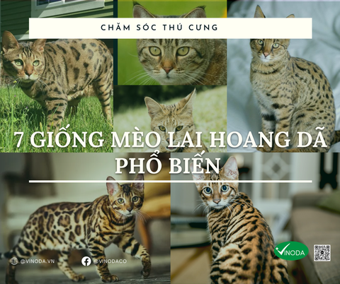 7 giống mèo lai hoang dã phổ biến