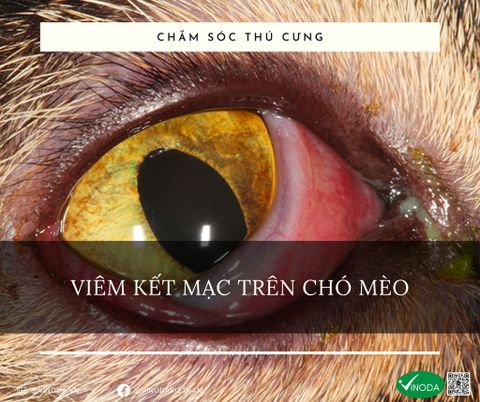 Viêm kết mạc ở chó mèo