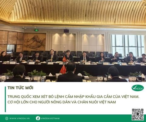 Hot: Trung Quốc xem xét bỏ lệnh cấm nhập khẩu gia cầm của Việt Nam. Cơ hội lớn cho người nông dân và chăn nuôi Việt Nam