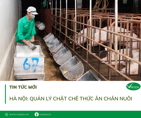 Hà Nội: Quản lý chặt thức ăn chăn nuôi