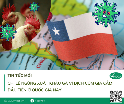 CHI LÊ NGỪNG XUẤT KHẨU GÀ VÌ DỊCH CÚM GIA CẦM ĐẦU TIÊN Ở QUỐC GIA NÀY