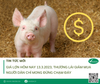 Giá lợn hơi hôm nay 13.3.2023, người dân chỉ mong đừng chạm đáy