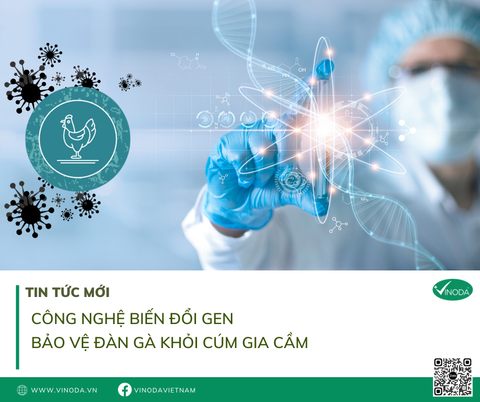 Công nghệ biến đổi gen bảo vệ đàn gà khỏi Cúm gia cầm