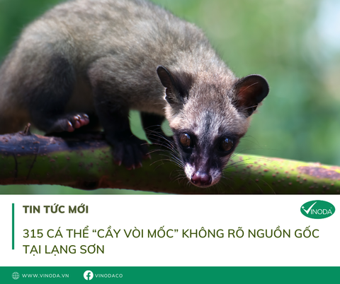 315 cá thể động vật cầy vòi mốc không rõ nguồn gốc tại Lạng Sơn