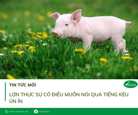 Lợn thực sự có điều muốn nói qua tiếng kêu ủn ỉn