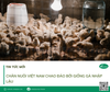Chăn nuôi Việt Nam chao đảo bởi giống gà nhập lậu