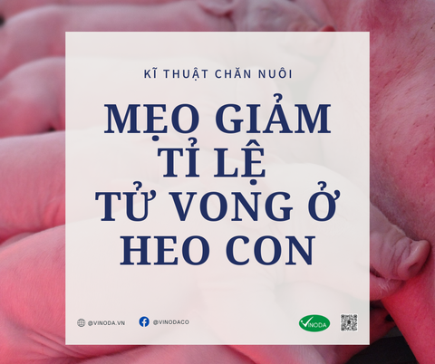 Mẹo giảm tỉ lệ tử vong ở heo con