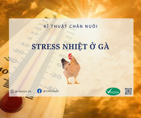 STRESS NHIỆT Ở GIA CẦM