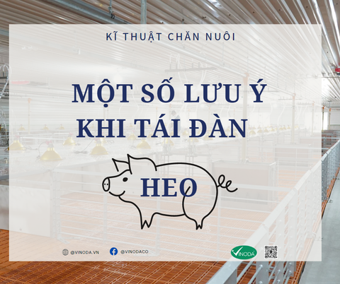 MỘT SỐ LƯU Ý KHI TÁI ĐÀN HEO