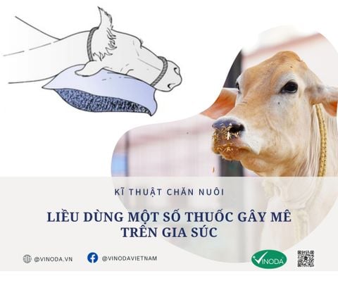 Liều dùng một số thuốc gây mê trên gia súc