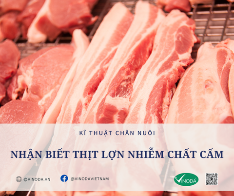 NHẬN BIẾT THỊT LỢN NHIỄM CHẤT CẤM