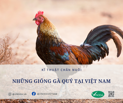 Những giống gà quý của Việt Nam